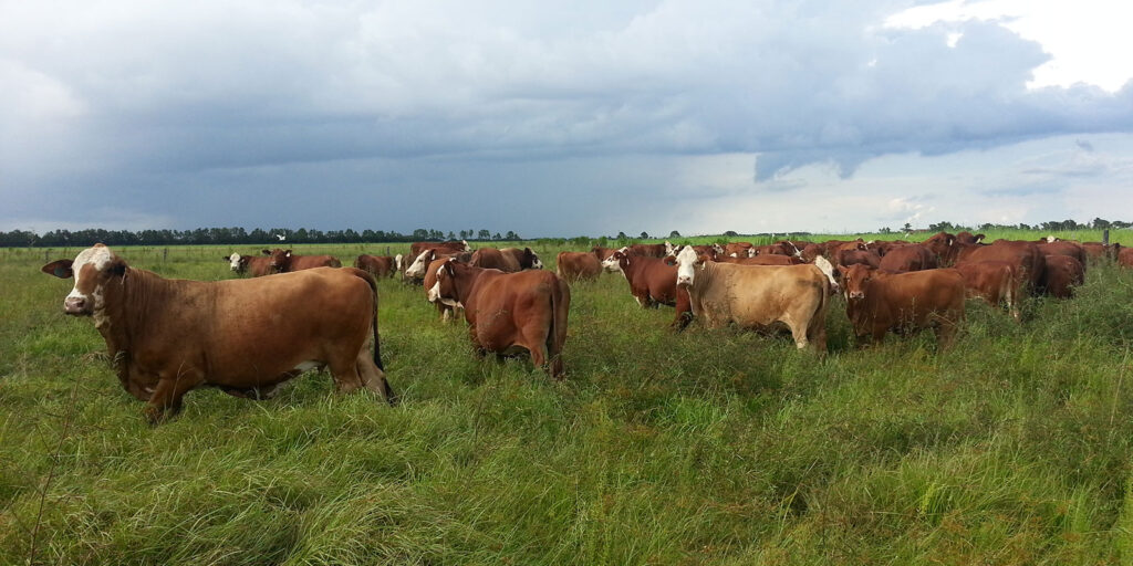Our Cattle Strickland Ranch